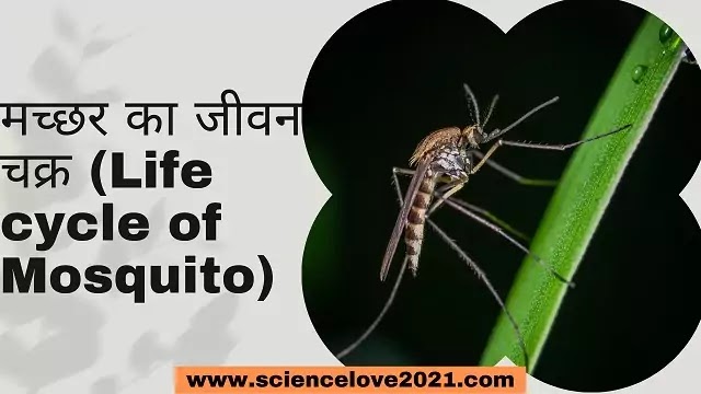 मच्छर का जीवन चक्र (Life cycle of Mosquito)|hindi