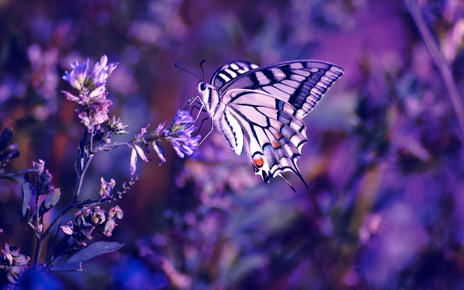 awiasih 10 gambar  wallpaper kupu  kupu  cantik 1 