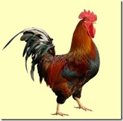 cockerel