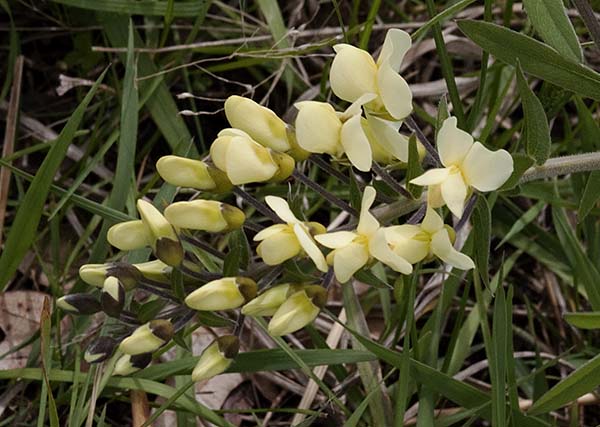 cream false indigo (Baptisia leucophaea)