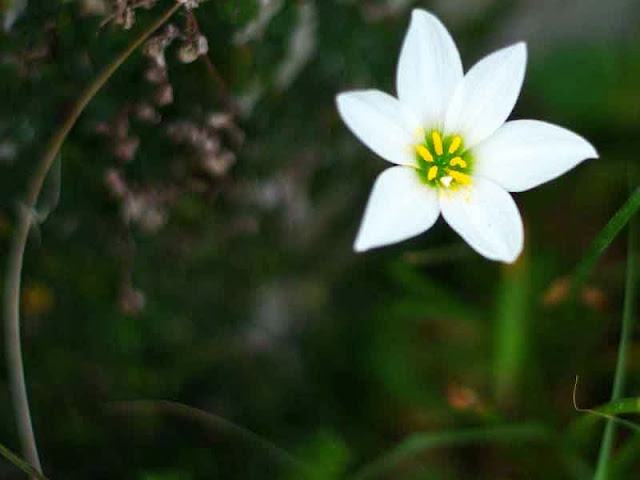 white rain lily flower