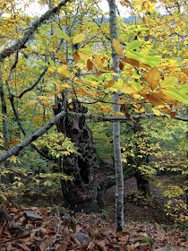 By E.V.Pita / Canyons of River Sil / Fall 2012 / Cañones del río Sil