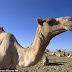 Camel Bites Off its Owner's Head