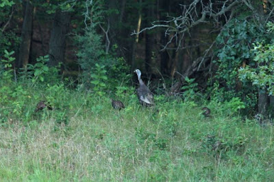 turkey hen with poults at wood's edge