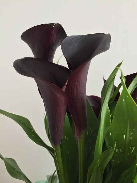 Calla Lily Meaning Care Guide and Features