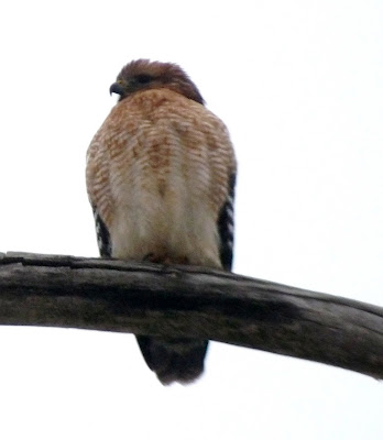 female red-shouldered hawk