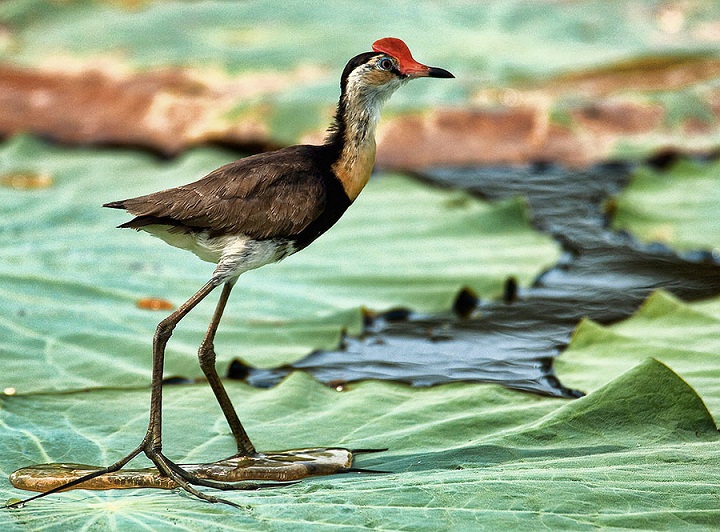 Jacana, Burung yang Bisa Berjalan di Atas Air