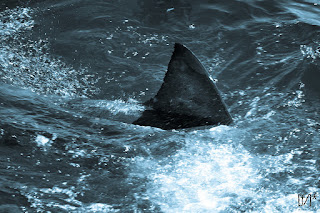 shark fin, shark trade bill