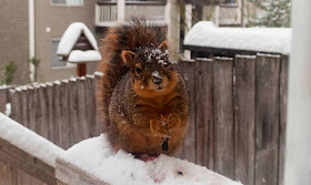 Funny animals of the week - 14 February 2014 (40 pics), fat squirrel in the snow
