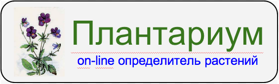 Плантариум