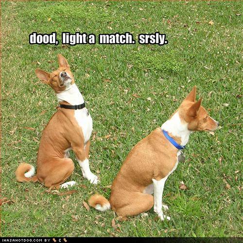 dog quotes funny. dog quotes funny