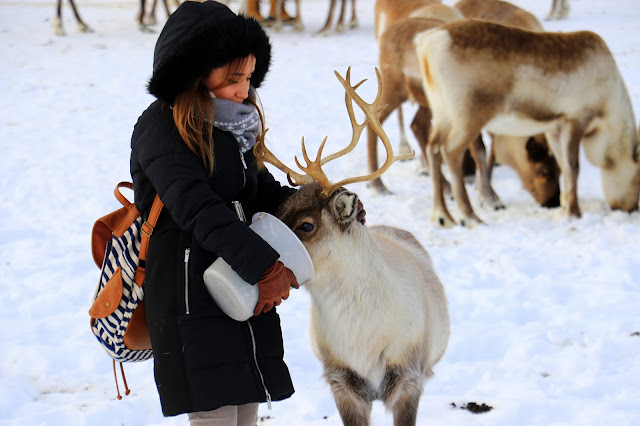 Tromso Arctic Reindeer Experience