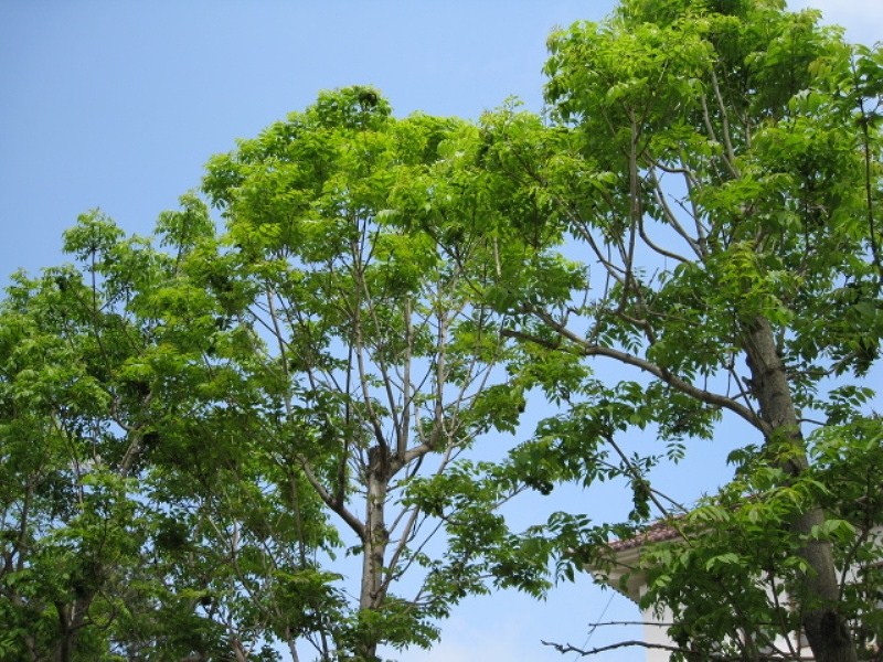 Бархат сахалинский (Phellodendron sachalinense, =Phellodendron amurense var. sachalinense)