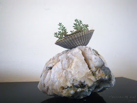 Mini saikei - shell displayed on marble rock