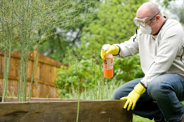 Termite Control