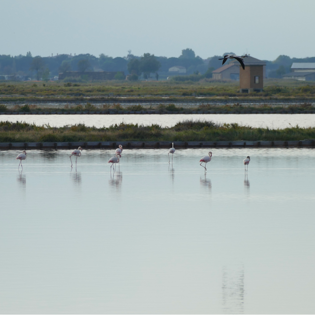 salina di Cervia