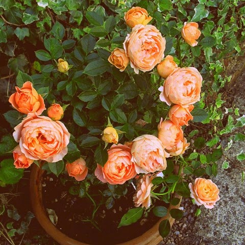 patio rose - sweet dreams