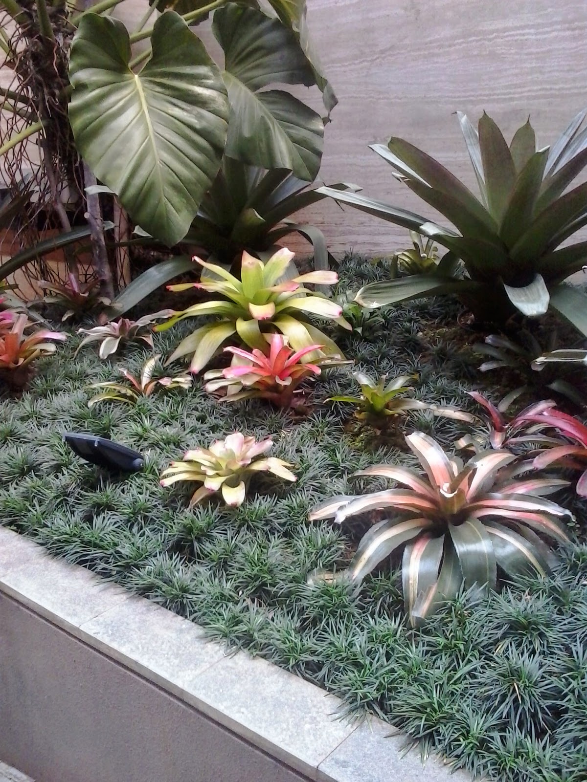  jual tanaman hias bogor  bromelia hias  JUAL  RUMPUT GOLF