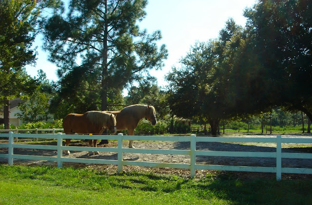 Equestrian Communities in Tampa Bay
