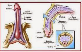 Cara Memperpanjang Alat Vital: Cara Memperpanjang Alat 