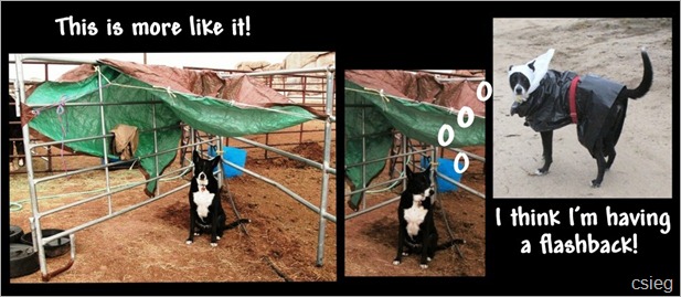 Pictures-4