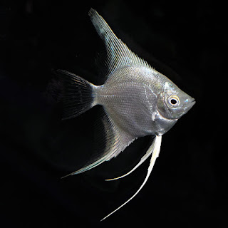 platinum manfish