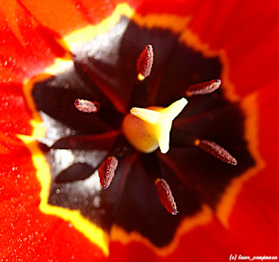 Lalea Tulpen Tulip Tulipe Tulipán Τουλίπα