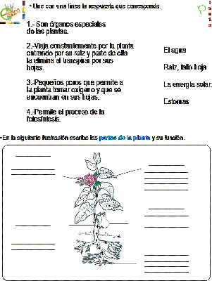 Tarea de las partes de la planta