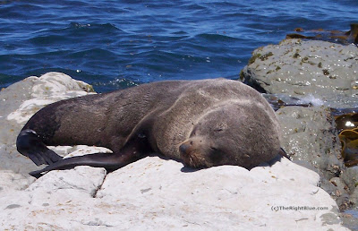 New Zealand Fur Seal (Arctocephalus forsteri)