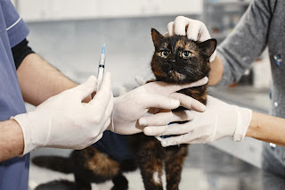 gato atigrado negro en el veterinario