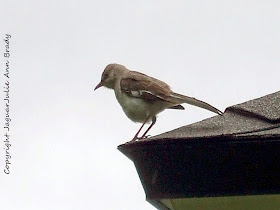 Mockingbird on the Roof