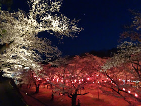 Kaikoen sakura