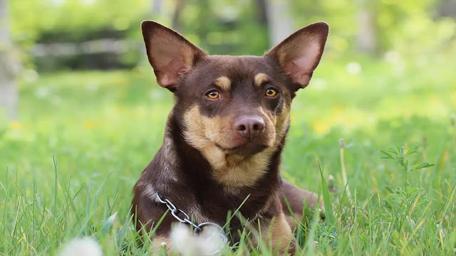 Australian Kelpie