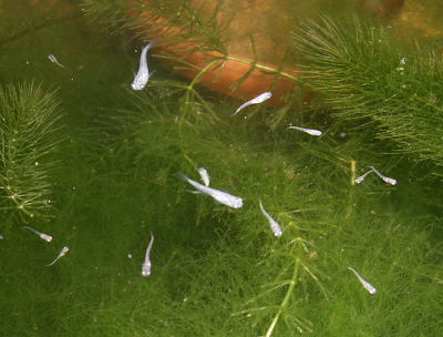 白メダカ　針子　稚魚