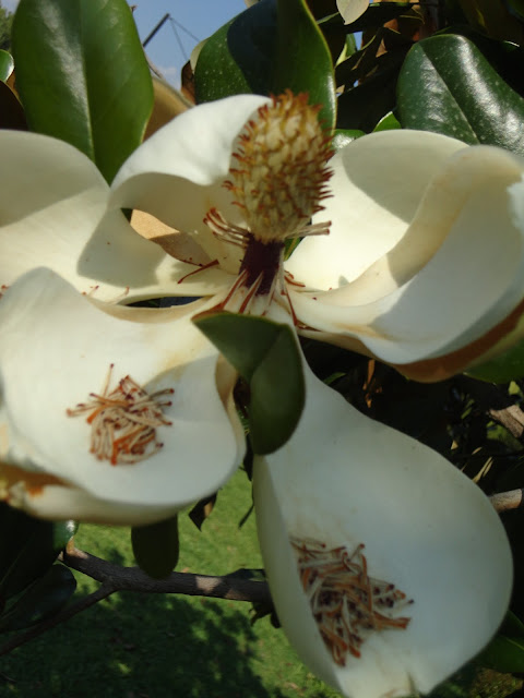 Manolya , Magnolia ,  Magnolia Grandiflora . büyük çiçekli manolya .
