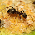 Cara Membedakan Madu Asli dan Palsu dengan Semut