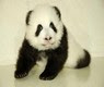 panda avatar
