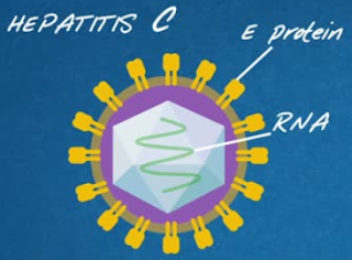 التهاب الكبد بالفيروس سي ( Hepatitis-C)