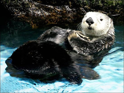 Sea-Otters