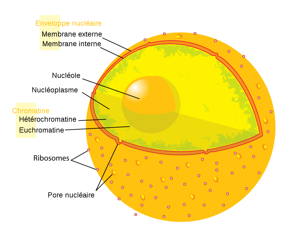 Noyau cellulaire