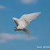 Özgür Beyaz Güvercin