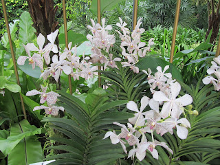 Orchids, National Orchid Garden, Singapore