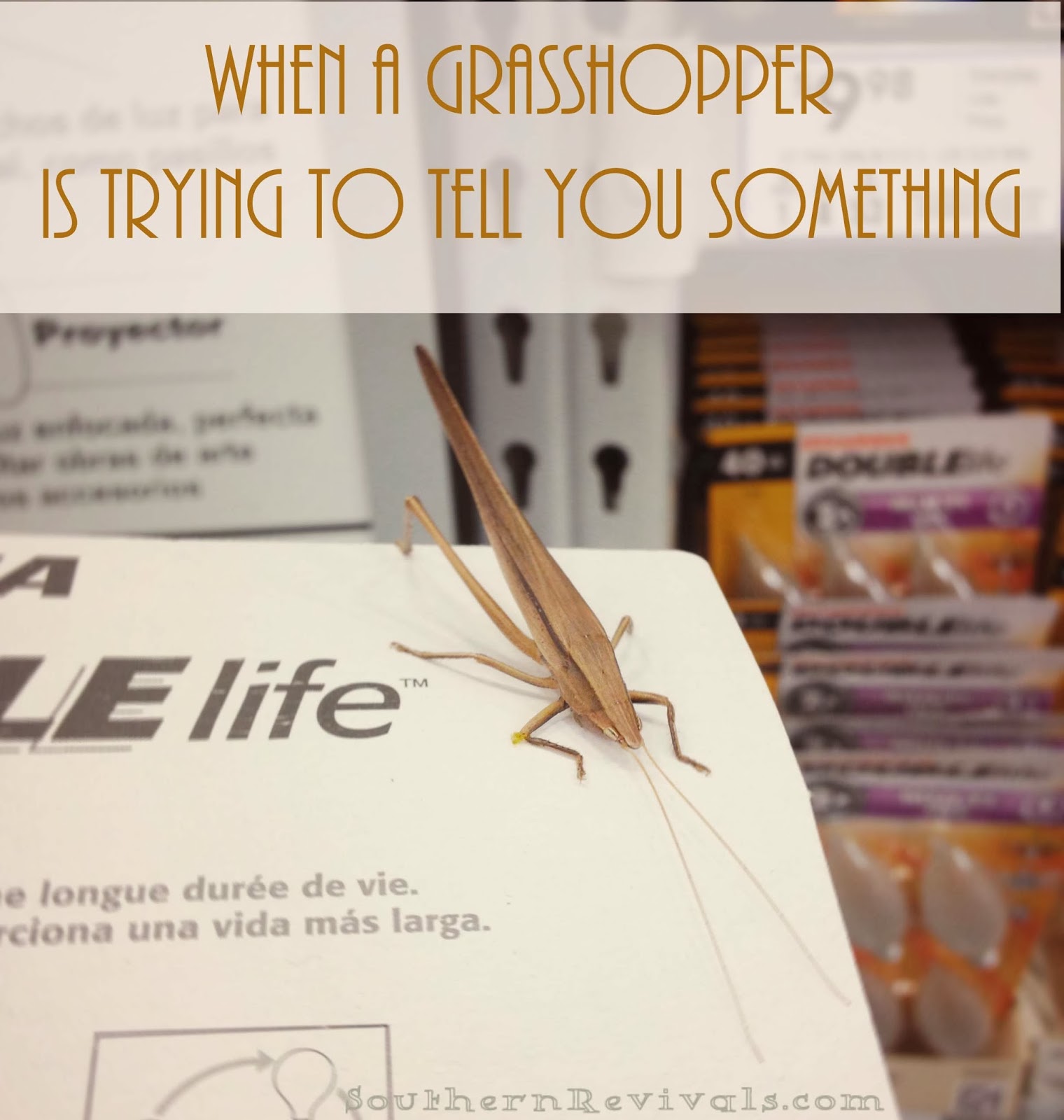 Grasshoppers Quotes. QuotesGram