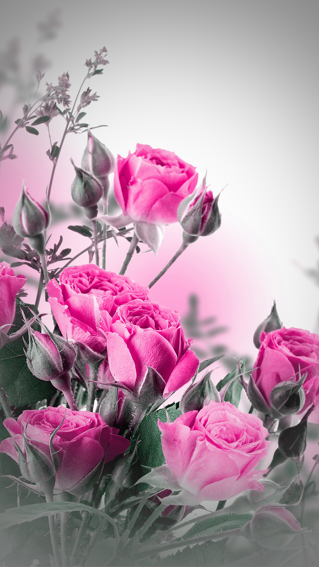 Pink Roses mobile wallpaper