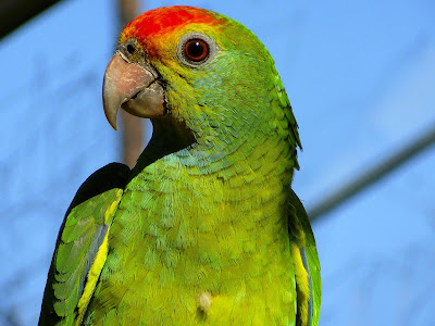 8 Top Yellow Parrots to Keep as Pets Amazon parrot