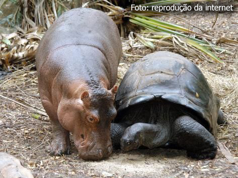 hipopótamo e tartaruga família inusitada