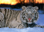 Tiger Part 2 - Animal Wallpaper