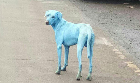 Blue Dogs, Reincarnation Of Hindus God?