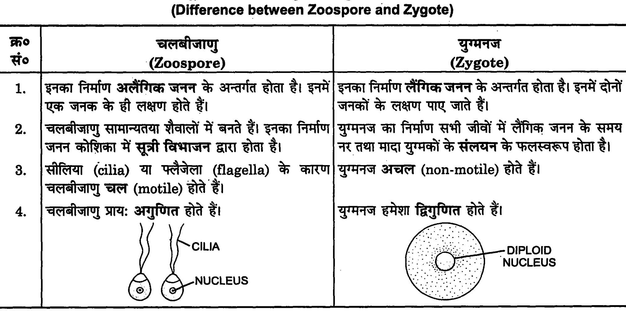 जूस्पोर ( चलबीजाणु ) तथा युग्मनज में विभेद