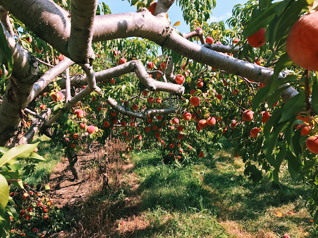 August 2017 Favorites: peach picking